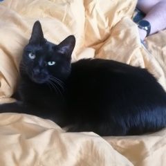 Подробнее об объявлении «Пропала кошка черная гладкошерстая кошка Видное» Фото: пропала кошка  «Пропала кошка черная гладкошерстая кошка Видное» в г. Видное