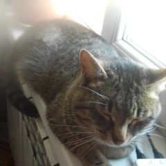 Подробнее об объявлении «Пропал кот Кострома» Фото: пропала кошка  «Пропал кот Кострома» в г. Кострома