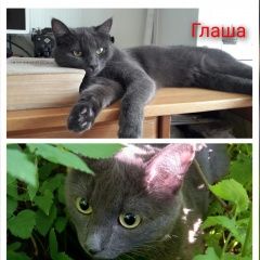 Подробнее об объявлении «Пропала кошка 3 августа с ул.свердлова пос. Малаховка» Фото: пропала кошка Русская голубая кошка «Пропала кошка 3 августа с ул.свердлова пос....» в г. Малаховка