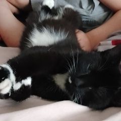 Подробнее об объявлении «Пропала кошка черная с белым воротником и белым усиком Якутск» Фото: пропала кошка  «Пропала кошка черная с белым воротником и белым...» в г. Якутск