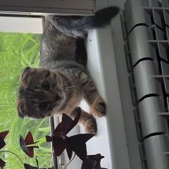 Подробнее об объявлении «Пропал котенок 5 месяцев Оренбург» Фото: пропала кошка Британская короткошерстная кошка «Пропал котенок 5 месяцев Оренбург» в г. Оренбург