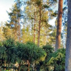 Подробнее об объявлении «Пропал кот Сертолово» Фото: пропала кошка  «Пропал кот Сертолово» в г. Сертолово