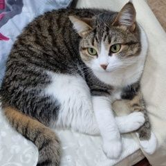 Подробнее об объявлении «Пропала кошка Набережные Челны» Фото: пропала кошка  «Пропала кошка Набережные Челны» в г. Набережные Челны