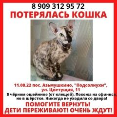 Подробнее об объявлении «Пропала кошка Набережные Челны» Фото: пропала кошка Петерболд (петербургский сфинкс) «Пропала кошка Набережные Челны» в г. Набережные Челны