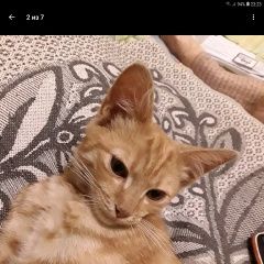 Подробнее об объявлении «Пропала кошка украли котёнка 4х мес.от дома Тверь» Фото: пропала кошка  «Пропала кошка украли котёнка 4х мес.от дома Тверь» в г. Тверь