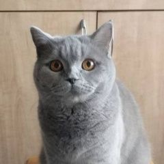 Подробнее об объявлении «Пропала кошка Малаховка» Фото: пропала кошка Британская короткошерстная кошка «Пропала кошка Малаховка» в г. Малаховка