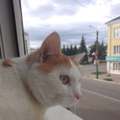 Подробнее об объявлении «Пропал кот Мценск» Фото: пропала кошка  «Пропал кот Мценск» в г. Мценск