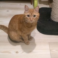 Подробнее об объявлении «Пропала кошка 59 км ленинградского шоссе Солнечногорск» Фото: пропала кошка  «Пропала кошка 59 км ленинградского шоссе...» в г. Солнечногорск