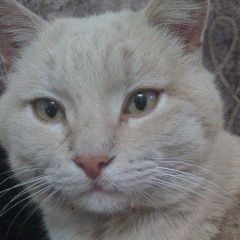 Подробнее об объявлении «Пропал кот Назрань» Фото: пропала кошка  «Пропал кот Назрань» в г. Назрань