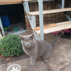 Подробнее об объявлении «Пропала кошка Набережные Челны» Фото: пропала кошка Русская голубая кошка «Пропала кошка Набережные Челны» в г. Набережные Челны