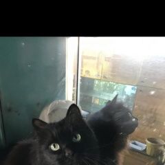 Подробнее об объявлении «Пропал кот Абакан Хакасия» Фото: пропала кошка  «Пропал кот Абакан Хакасия» в г. Абакан Хакасия