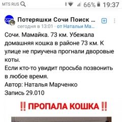 Подробнее об объявлении «Пропала кошка на 73 км Сочи» Фото: пропала кошка  «Пропала кошка на 73 км Сочи» в г. Сочи