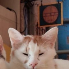 Подробнее об объявлении «Пропал кот Химки» Фото: пропала кошка  «Пропал кот Химки» в г. Химки