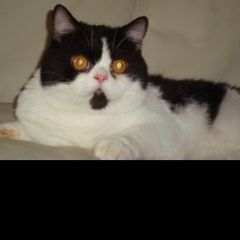 Подробнее об объявлении «Пропал кот британец Набережные Челны» Фото: пропала кошка Британская длинношерстная кошка «Пропал кот британец Набережные Челны» в г. Набережные Челны