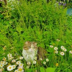 Подробнее об объявлении «Пропал кот Фрязино» Фото: пропала кошка Скоттиш фолд (шотландская вислоухая) «Пропал кот Фрязино» в г. Фрязино