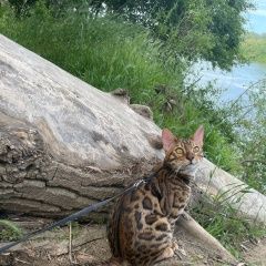 Подробнее об объявлении «Пропал котенок, бенгал, 10 месяцев Новороссийск» Фото: пропала кошка Бенгальская кошка «Пропал котенок, бенгал, 10 месяцев Новороссийск» в г. Новороссийск