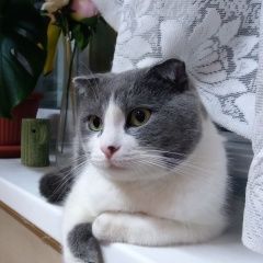 Картинка пропала кошка В городе Сочи потерялся кот. Сочи