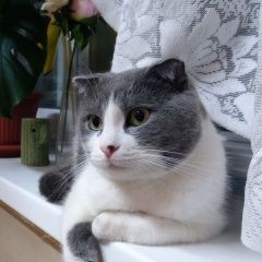Подробнее об объявлении «Пропал кот Сочи» Фото: пропала кошка  «Пропал кот Сочи» в г. Сочи