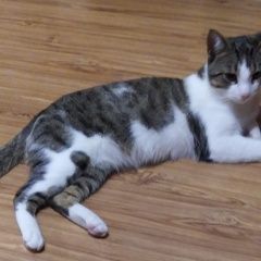 Подробнее об объявлении «Пропал кот кастрирован Звенигород» Фото: пропала кошка  «Пропал кот кастрирован Звенигород» в г. Звенигород