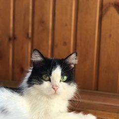 Подробнее об объявлении «Пропала кошка потерялась кошка Челябинск» Фото: пропала кошка  «Пропала кошка потерялась кошка Челябинск» в г. Челябинск