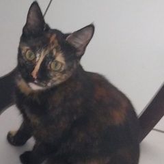 Подробнее об объявлении «Пропала кошка помогите найти любимицу семьи Батайск» Фото: пропала кошка  «Пропала кошка помогите найти любимицу семьи...» в г. Батайск