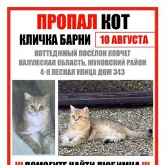 Подробнее об объявлении «Москва Пропал кот британец барни» Фото: пропала кошка Британская короткошерстная кошка «Москва Пропал кот британец барни» в г. Москва