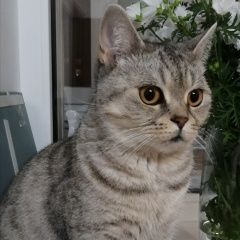 Подробнее об объявлении «Нижний Новгород Пропала кошка» Фото: пропала кошка  «Нижний Новгород Пропала кошка» в г. Нижний Новгород