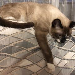 Подробнее об объявлении «Пропал кот московский котик на даче Киржач» Фото: пропала кошка  «Пропал кот московский котик на даче Киржач» в г. Киржач