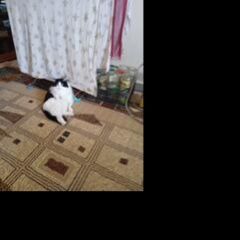 Подробнее об объявлении «Пропала кошка Нефтекамск» Фото: пропала кошка  «Пропала кошка Нефтекамск» в г. Нефтекамск