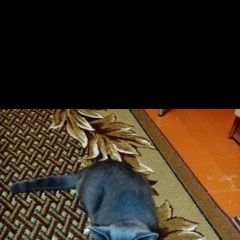 Подробнее об объявлении «Пропал кот Казань» Фото: пропала кошка  «Пропал кот Казань» в г. Казань
