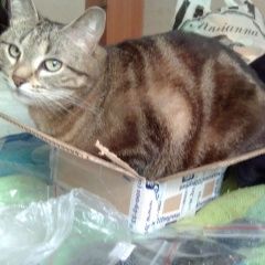 Подробнее об объявлении «Пропала кошка Нижний Тагил» Фото: пропала кошка  «Пропала кошка Нижний Тагил» в г. Нижний Тагил