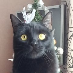 Подробнее об объявлении «Пропал кот черный кот Нижний Тагил» Фото: пропала кошка  «Пропал кот черный кот Нижний Тагил» в г. Нижний Тагил