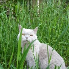 Подробнее об объявлении «Пропал кот Кизляр» Фото: пропала кошка Британская короткошерстная кошка «Пропал кот Кизляр» в г. Кизляр