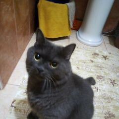 Подробнее об объявлении «Пропал кот Набережные Челны» Фото: пропала кошка  «Пропал кот Набережные Челны» в г. Набережные Челны