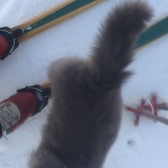 Подробнее об объявлении «Пропал кот -шотландец Первомайский (Тамбовская обл.)» Фото: пропала кошка Шотландский терьер «Пропал кот -шотландец Первомайский (Тамбовская...» в г. Первомайский (Тамбовская обл.)