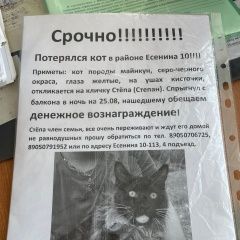 Картинка пропала кошка В городе Прокопьевск потерялся котейка. Прокопьевск