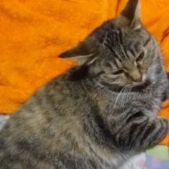 Подробнее об объявлении «Пропала кошка кошечка маша Белово» Фото: пропала кошка Сибирская кошка «Пропала кошка кошечка маша Белово» в г. Белово