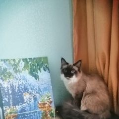 Подробнее об объявлении «Пропал кот Тучково» Фото: пропала кошка Невская маскарадная «Пропал кот Тучково» в г. Тучково