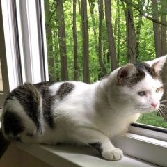 Подробнее об объявлении «Пропал кот гаврюша не вернулся домой Химки» Фото: пропала кошка  «Пропал кот гаврюша не вернулся домой Химки» в г. Химки