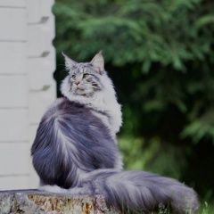 Подробнее об объявлении «Пропал кот Всеволожск» Фото: пропала кошка Мейн-кун «Пропал кот Всеволожск» в г. Всеволожск