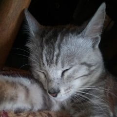 Подробнее об объявлении «Пропал кот Долгопрудный» Фото: пропала кошка Американская короткошерстная «Пропал кот Долгопрудный» в г. Долгопрудный
