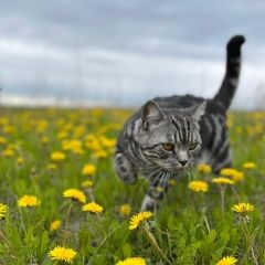 Подробнее об объявлении «Пропал котик Ижевск» Фото: пропала кошка Британская короткошерстная кошка «Пропал котик Ижевск» в г. Ижевск