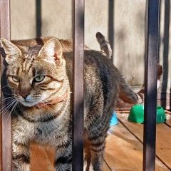 Подробнее об объявлении «Пропал кот Дмитров» Фото: пропала кошка  «Пропал кот Дмитров» в г. Дмитров