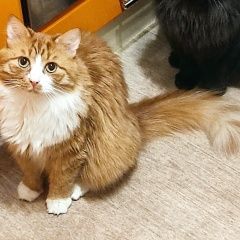 Подробнее об объявлении «Пропал кот Тамбов» Фото: пропала кошка  «Пропал кот Тамбов» в г. Тамбов
