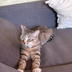 Подробнее об объявлении «Москва Пропала кошка девочка, шпротного окраса» Фото: пропала кошка  «Москва Пропала кошка девочка, шпротного окраса» в г. Москва