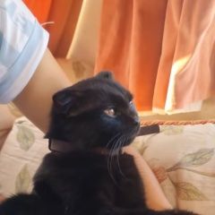 Подробнее об объявлении «Пропал котик Сочи» Фото: пропала кошка  «Пропал котик Сочи» в г. Сочи