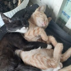 Подробнее об объявлении «Пропал кот рыжий кот, Батайск» Фото: пропала кошка Европейская короткошерстная «Пропал кот рыжий кот, Батайск» в г. Батайск