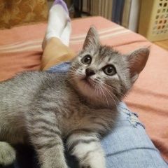 Подробнее об объявлении «Пропал кот Полевской» Фото: пропала кошка  «Пропал кот Полевской» в г. Полевской