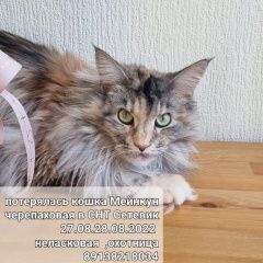 Подробнее об объявлении «Пропала кошка Томск» Фото: пропала кошка Мейн-кун «Пропала кошка Томск» в г. Томск