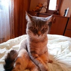 Подробнее об объявлении «Воронеж Пропал кот» Фото: пропала кошка Британская короткошерстная кошка «Воронеж Пропал кот» в г. Воронеж